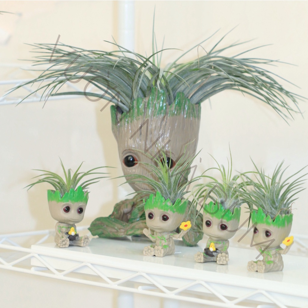 SET CÂY KHÔNG KHÍ 'I AM GROOT'