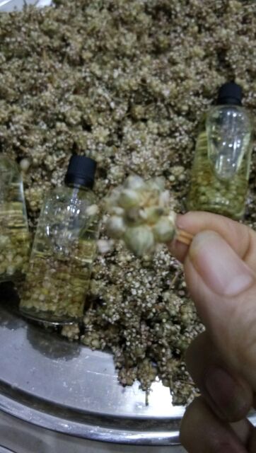 Hoa Nén Ngâm Dầu Tràm Nu Care an toàn cho bé, tăng hiệu quả phòng ho, phòng cúm