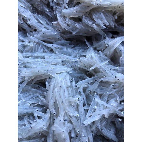 1kg Cá cơm mờm sữa