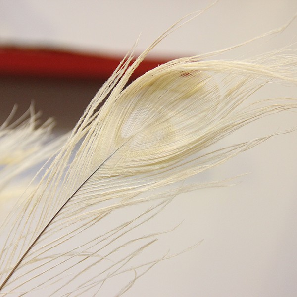 10 Lông công Trắng Ấn Độ 25-30cm – Mắt vừa tự nhiên 100% | BigBuy360 - bigbuy360.vn