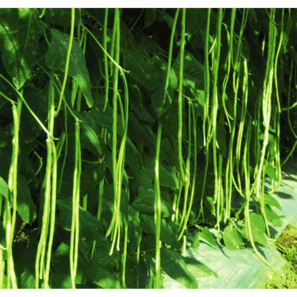 Gói 500gr / 1KG Hạt giống Đậu Đũa số 9_Đỗ leo xanh dài giòn ngọt siêu quả