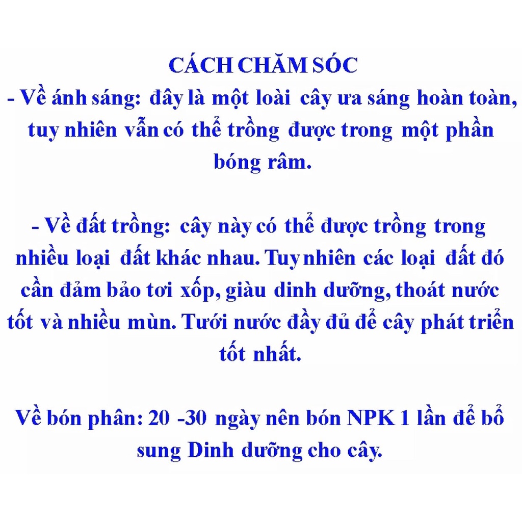 Cây mộc hương ta hoa trắng thơm lâu
