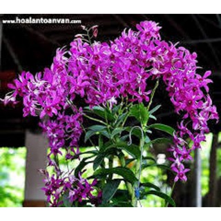 Hoa lan denro thái lan