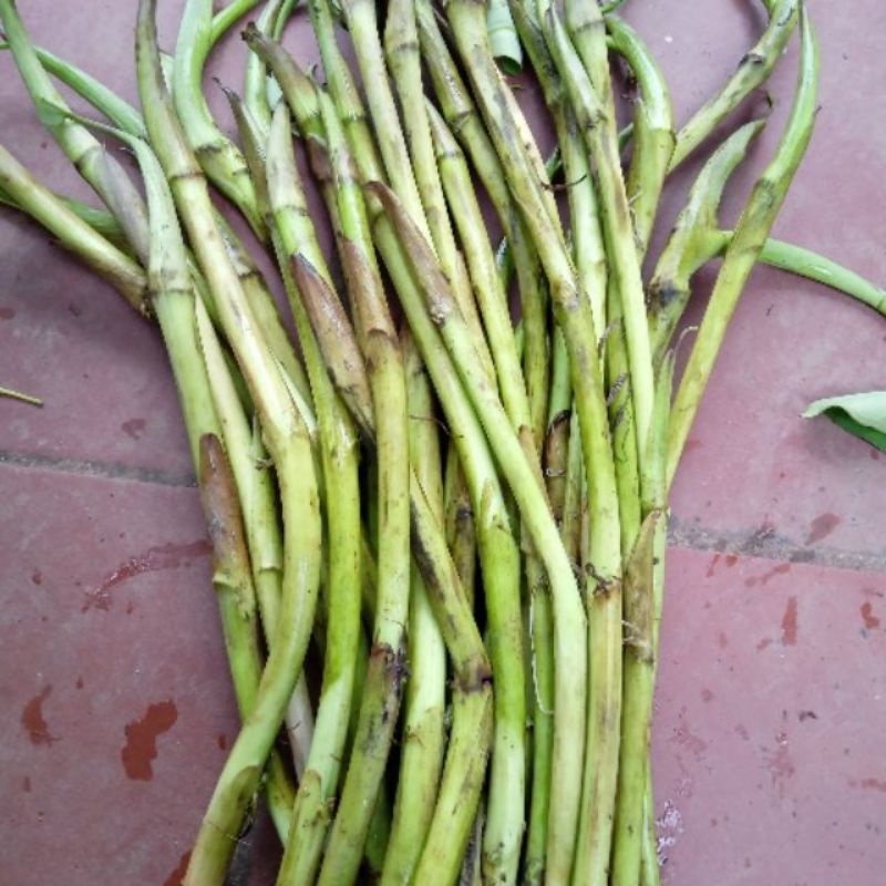 Ngồng Khoai  Nấu Canh Bó 1KG