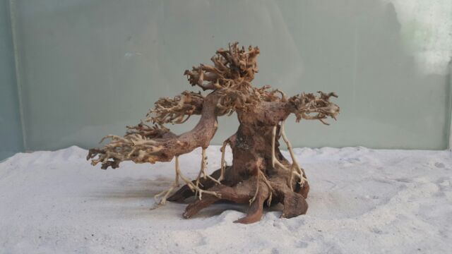 Lũa bonsai cấy rêu hồ cá số 1