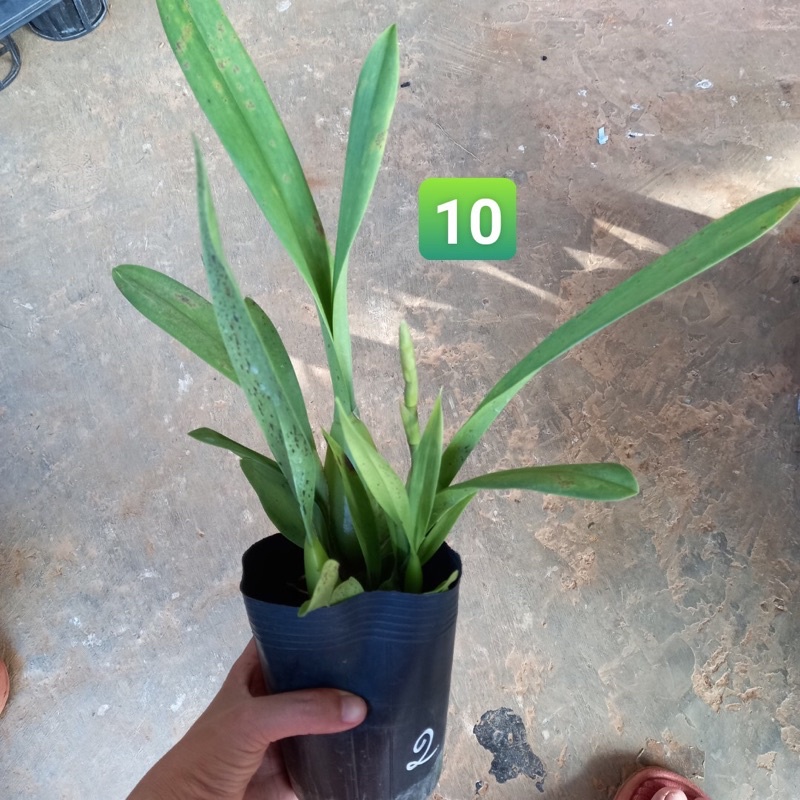 Hoa lan Vũ nữ cam lửa đang nụ đẹp