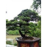 COM BO 5 CÂY TÙNG LA HÁN (vạn niên tùng)# 25k