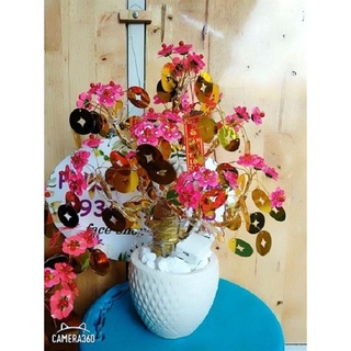 GỐC VÀNG BV3 CAO 30CM 13 nhánh