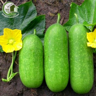 Hạt giống bí đao xanh