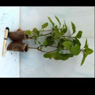bù ngót nhật. 10 cây