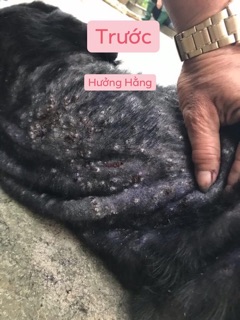 trị ghẻ nấm viêm da