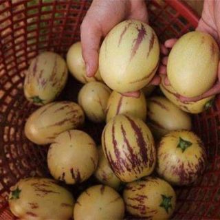 HẠT GIỐNG DƯA PEPINO