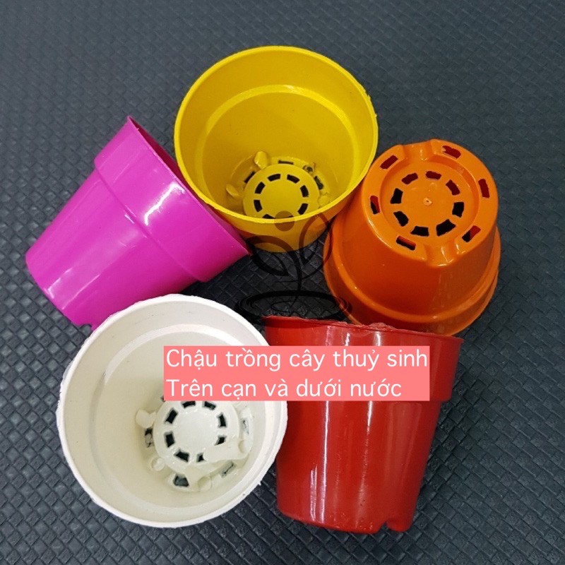 Chậu dùng trồng cây thuỷ sinh ( có thể set up phân nền cho hồ nhỏ )