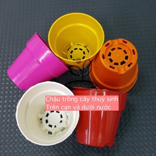 Chậu dùng trồng cây thuỷ sinh