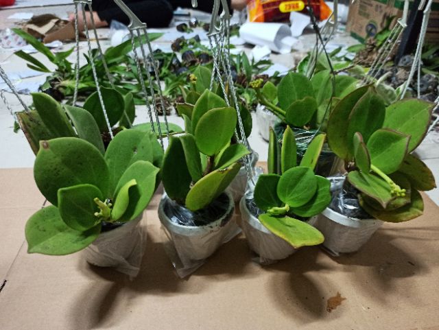 Lan cẩm cù lá xếp hoa thơm