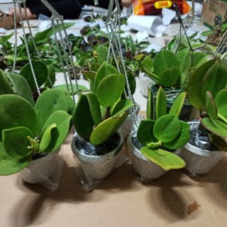 Lan cẩm cù lá xếp hoa thơm