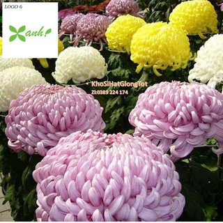 Hạt Giống Hoa Cúc Đại Đóa Bông To 10cm Cánh Nhuyễn Mix Màu 70cm (Callistephus)