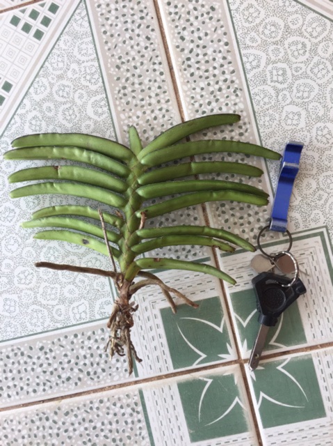 Lan hoả hoàng cam cây to