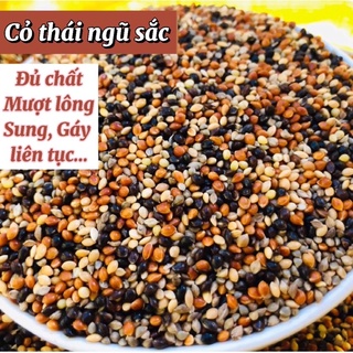 Cỏ thái chim cu gáy Javan