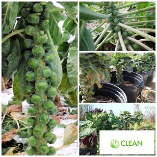 Hạt giống Bắp cải xanh tí hon