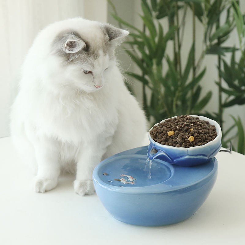 bình nước cho mèo tự động khay đựng thức ăn bát gốm sứ Nguồn cung cấp