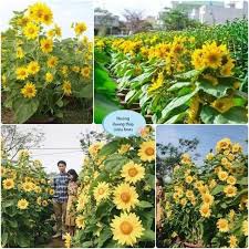 (Gói 20 hạt) Hạt giống hướng dương tháp -Thu được hạt F2-Công ty Rạng Đông_ nhiều hoa dễ trồng tỷ lệ nảy mầm cao