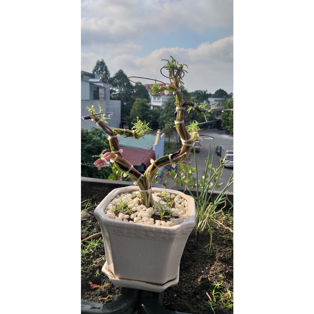 Bonsai Hoa Mười Giờ | Shopee Việt Nam