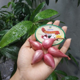 Hành tím lý sơn chính hiệu 100%