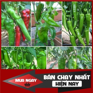 [ Big Sale ] (100 hạt) Hạt giống ớt sừng trâu