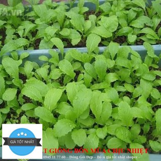 Hạt giống Cải Mơ