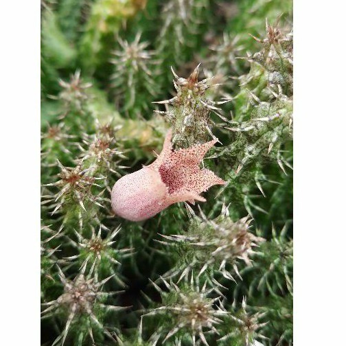 Sao biển Stapelianthus Decaryi