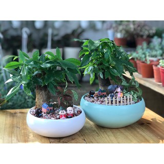 Cây kim ngân phối tiểu cảnh mi ni