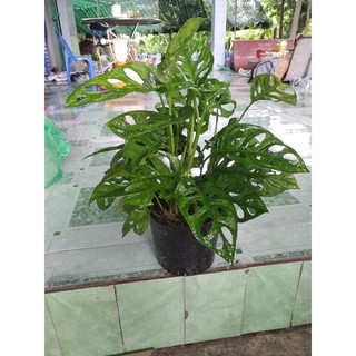 Trầu bà lỗ