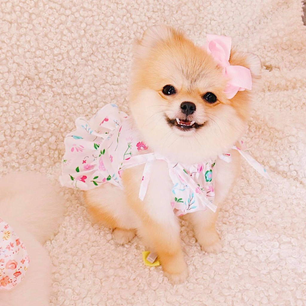 Đầm yếm thiết kế cho chó mèo