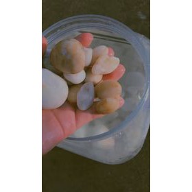đá cuội trắng trang trí bể cá,trang trí cây cảnh