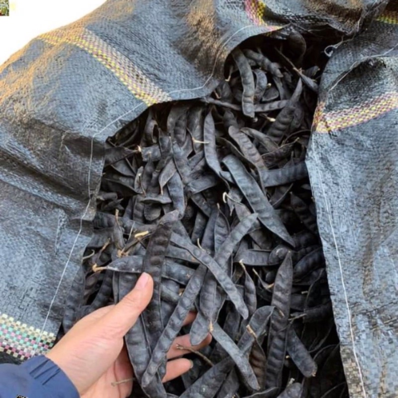 Bồ kết khô giá siêu rẻ 1kg