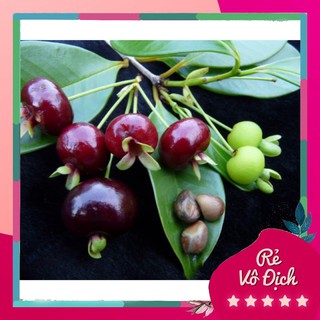 Cây cherry brazil, cây cherry giống, cherry brazil - caygiong-f1