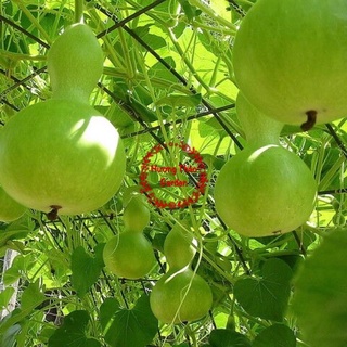 Hạt Giống Bầu Hồ Lô 1gr