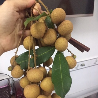 Nhãn ido siêu trái