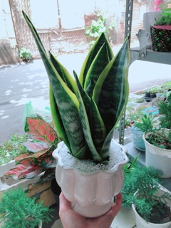 Chậu lưỡi hổ cao