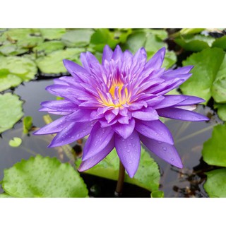 Cây hoa súng King Of Siam V-18