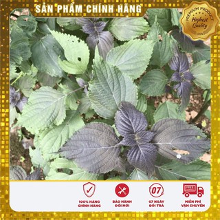 Hạt giống cây tía tô gia vị tri ho giải cảm 2gr / hat giong tia to