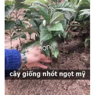 sản phẩm CÂY NHÓT NGỌT MỸ