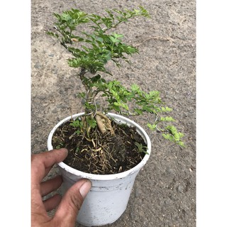 Cây Cần Thăng Bonsai mini