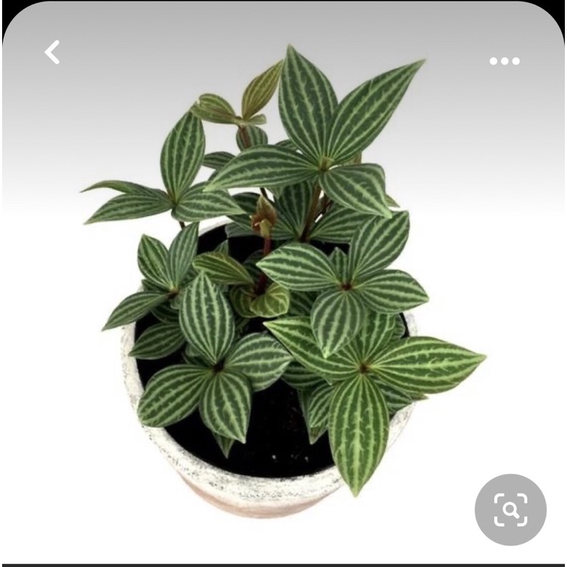 Cây "Hột Xoàn"-Peperomia puteolata chậu nhỏ