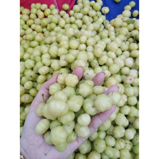 Cây chùm ruột chua cao 40cm