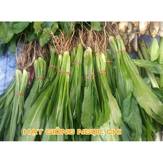 Hạt Giống Rau Ngò Gai (Mùi Tàu, Ngò Tây, Răng Cưa) - 2Gr