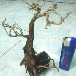 Lũa bonsai thủy sinh