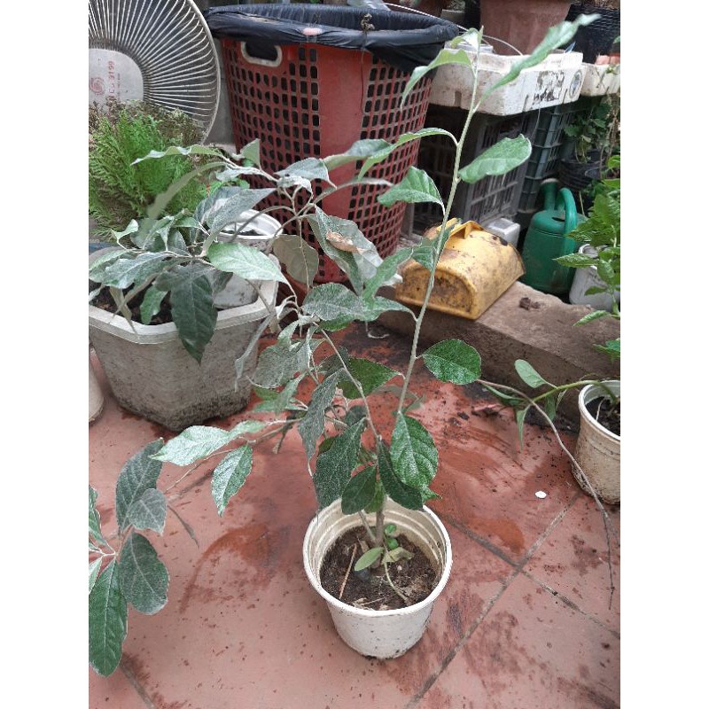 Cây giống nhót ngọt