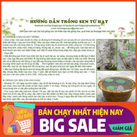 [Chất lượng cao] [Hàng chuẩn] [Free ship] SEN BÁCH DIỆP (SEN QUAN ÂM, SEN THÁI) gói 10 hạt nhiều màu